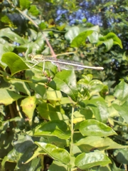 Platycnemis pennipes