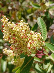 Malosma laurina