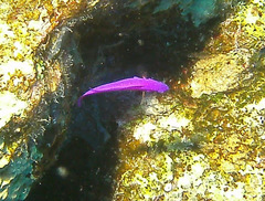 Pseudochromis fridmani