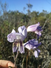 Gladiolus carinatus