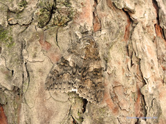 Catocala nupta