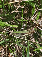 Chorthippus dorsatus