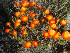 Lampranthus aureus