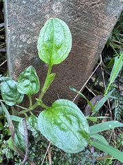 Hackelia latifolia