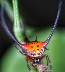 Macracantha arcuata