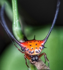 Macracantha arcuata