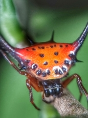 Macracantha arcuata