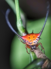 Macracantha arcuata