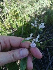 Stachys bolusii