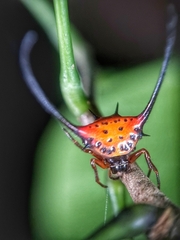 Macracantha arcuata