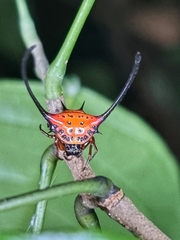Macracantha arcuata