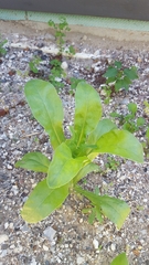 Calendula officinalis
