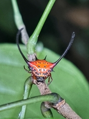 Macracantha arcuata