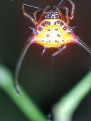 Macracantha arcuata