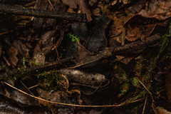 Rhampholeon gorongosae