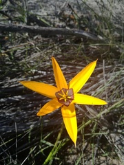 Pauridia canaliculata