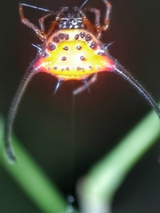 Macracantha arcuata