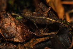 Rhampholeon gorongosae