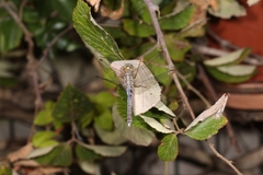 Orthetrum coerulescens