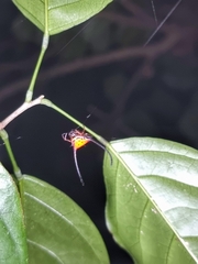 Macracantha arcuata