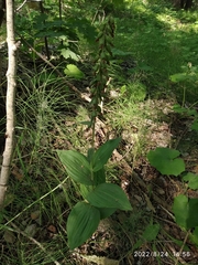 Epipactis helleborine