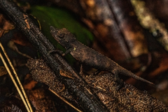 Rhampholeon gorongosae