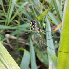 Leucauge argyra