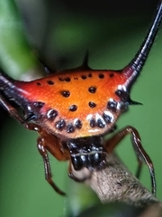 Macracantha arcuata