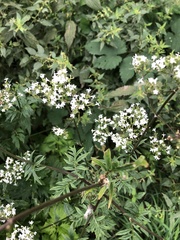 Valeriana officinalis