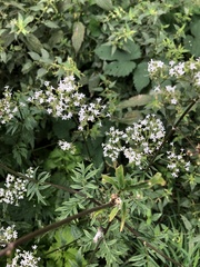 Valeriana officinalis