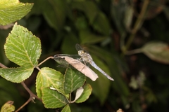 Orthetrum coerulescens