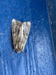 Apamea monoglypha