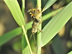 Melanoplus differentialis