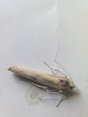Agriphila inquinatella