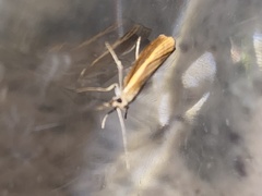 Agriphila tristella