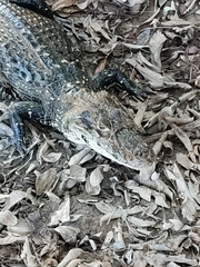 Caiman