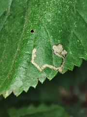 Stigmella tiliae