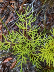 Lycopodiaceae