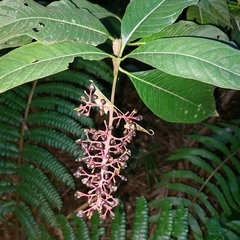 Palicourea