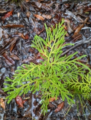 Lycopodiaceae