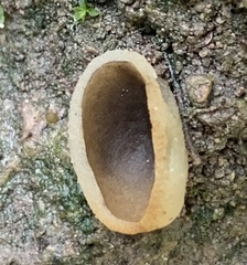 Pezizaceae
