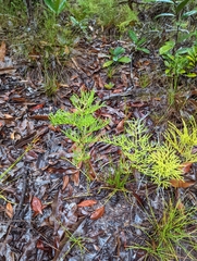 Lycopodiaceae