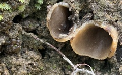 Pezizaceae