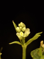 Polygala verticillata isocycla