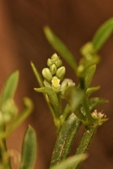 Polygala verticillata isocycla