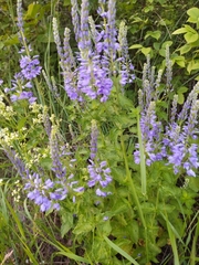 Veronica teucrium