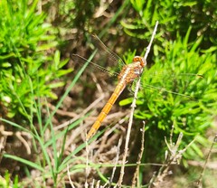 Orthetrum chrysostigma