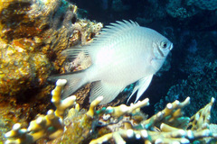 Amblyglyphidodon indicus