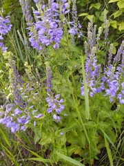 Veronica teucrium