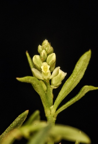 Polygala verticillata var. isocycla